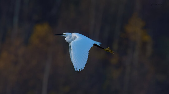 egret 2025 34.jpg