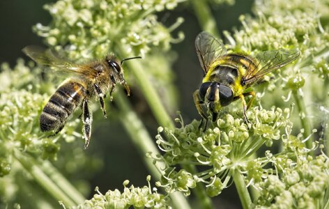 25A04829 bee hoverfly.jpg