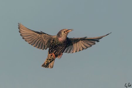 Starling-1718-DxO_DeepPRIME-XD2s-Edit.jpg