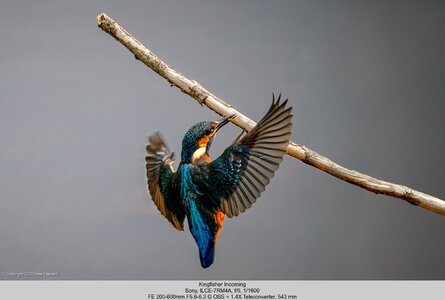 Kingfisher.jpg