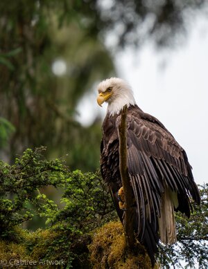 Bald Eagle Anan Observatory-Alaska.jpeg