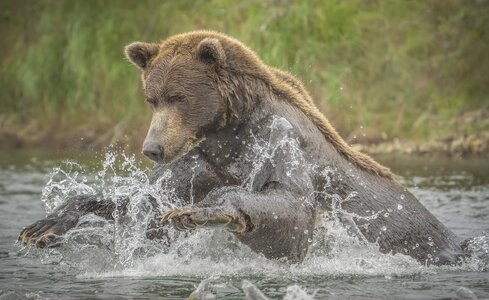 pouncing bear_DSC3831.jpg