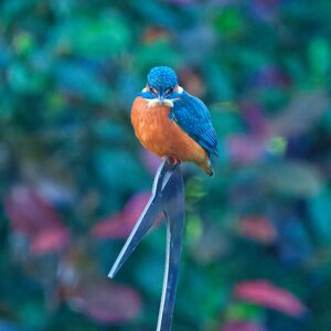 DSC03955 - Kingfisher.jpeg