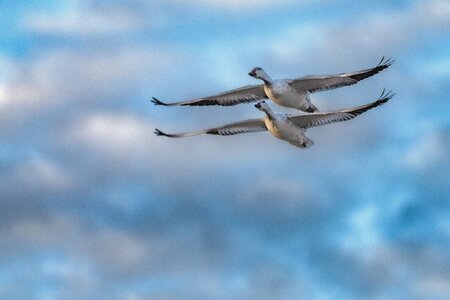 Sandhill Crane Couple at Bosque del Apache NWR-2.jpeg