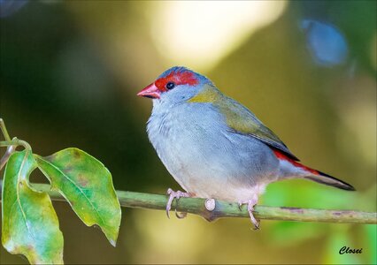 Red browed Finch 3-.jpg