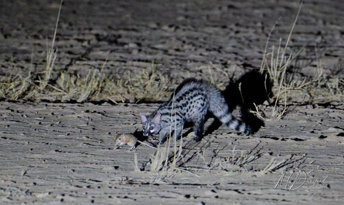 A1A01567-20251012-DxO_DeepPRIME XD2s-Edit-Edit20251012fbWM.jpg