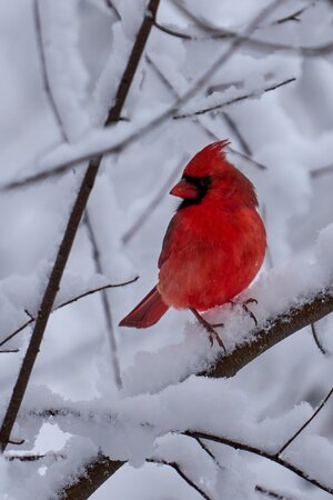 Northern Cardinal - Brandywine - 12142025 - 02 - DN.jpg