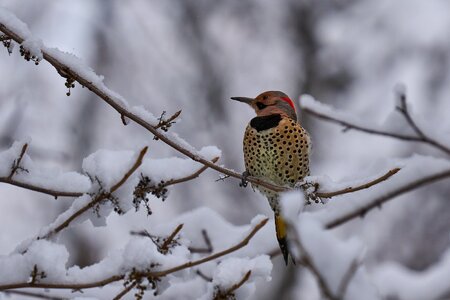 Northern Flicker - Brandywine - 12142025 - 01 - DN.jpg