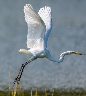 Gala takes off 7.jpeg