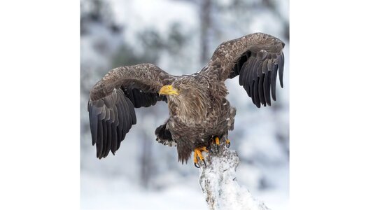 7 - frame at 0m3s-gigapixel-very_compressed-scale-4_00x-gigapixel-standard-scale-0_50x.jpg