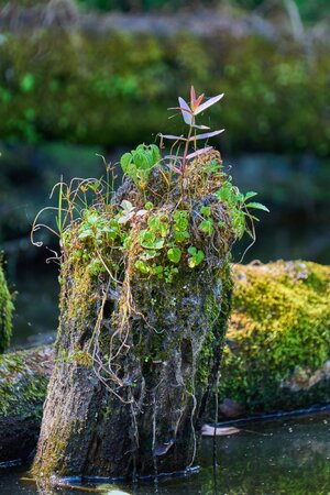Plant - Palmyra Nature Cove - 09132025 - 01.jpg