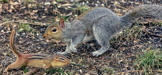 SQvCH DxO NIK HDR.jpg