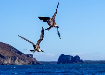 Frigate bird01.jpg