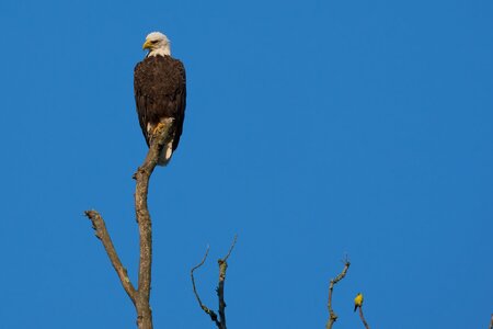 Bald Eagle - BCSP TB - 08032025 - 02 - DN.jpg