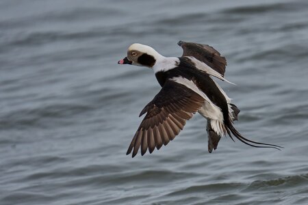Long-Tailed Duck - Barnegat Lighthouse - 12312025 - 38 - DN.jpg