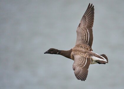 Brant - Barnegat Lighthouse - 12312025 - 03 - DN.jpg
