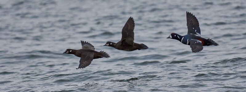 Harlequin Duck - Barnegat Lighthouse - 12312025 - 07 - DN.jpg