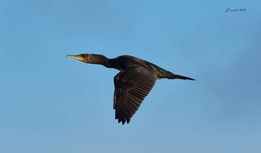 cormorant 2026.jpg