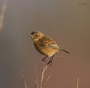 stonechat 2025_7.jpg