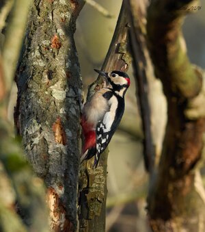 great spotted woodpecker 2026_9.jpg