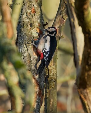 great spotted woodpecker 2026_6.jpg