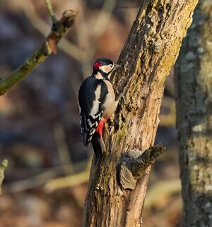 great spotted woodpecker 2026_2.jpg