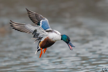 Northern-Shoveler_RP16403-.jpg