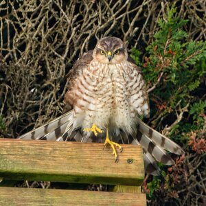 DSC05412 - Sparrowhawk 2.jpeg