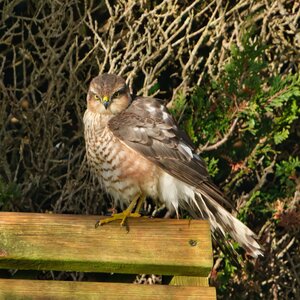DSC05550 - Sparrowhawk.jpeg