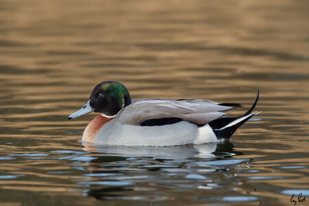 Mallard-x-Northern-Pintail-(hybrid)-6588-DxO_DeepPRIME-3.jpg