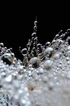 Dandelion Seed - 12072025 - 05 - DN.jpg