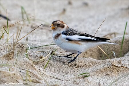 DSC07450 Firefly Upscaler 2x scale.jpg