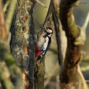 great spotted woodpecker 2026_10.jpg