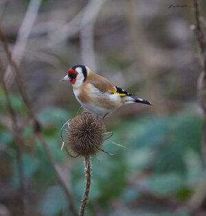goldfinch 2026_3.jpg