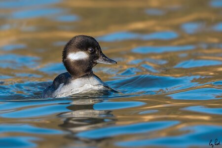 Bufflehead-8221.jpg