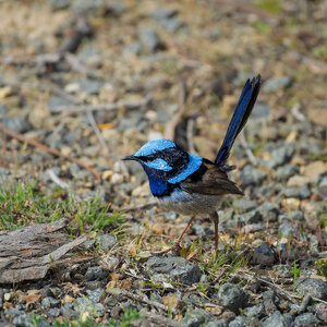 _7RV7206_Superb_Fairy-wren.jpg