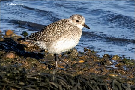 DSC08778 Firefly Upscaler 2x scale.jpg