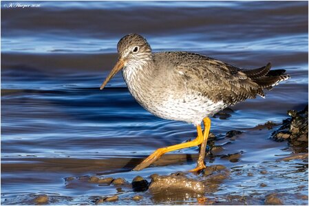 DSC08658 Firefly Upscaler 2x scale.jpg