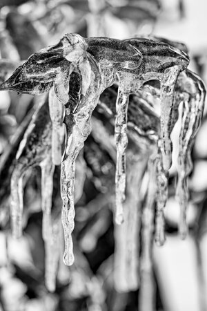 Ice BW.jpg