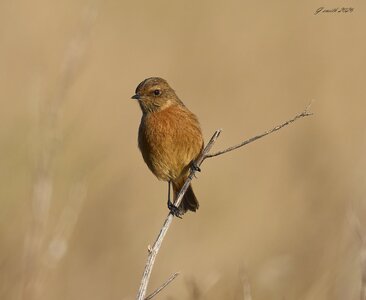 stonechat 2026_2.jpg