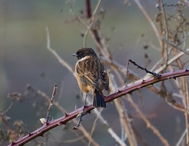 stonechat 2026_6.jpg