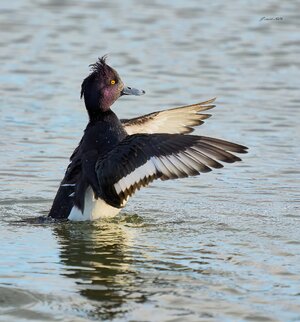 tufted duck 2026 1.jpg