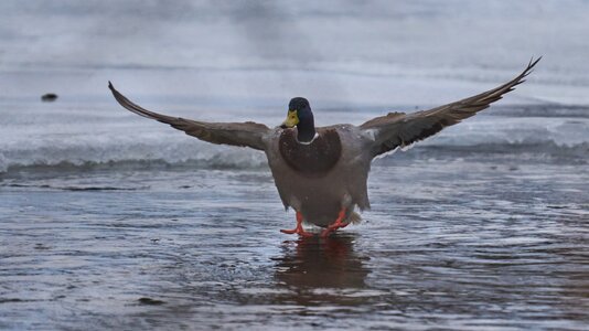 Mallard - Brandywine - 02012026 - 01 - DN.jpg