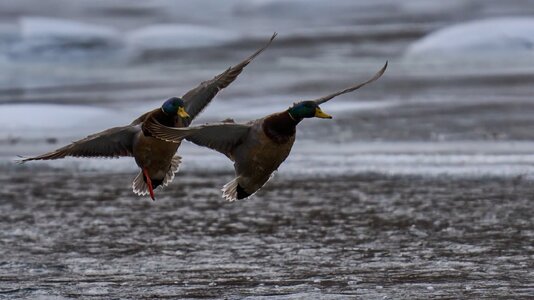 Mallard - Brandywine - 02012026 - 03 - DN.jpg