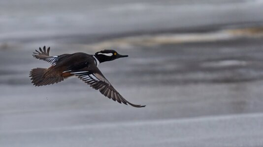 Hooded Merganser - Brandywine - 02012026 - 21 - DN.jpg