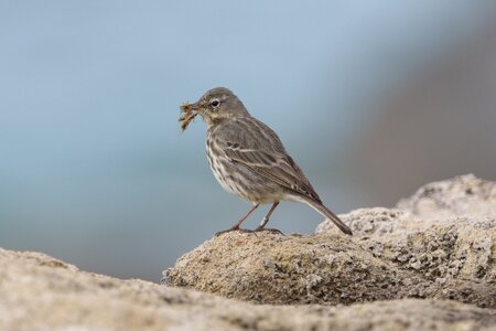 DSC04877 - Rock Pipit.jpeg