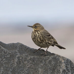 DSC03313 - Rock Pipit.jpeg