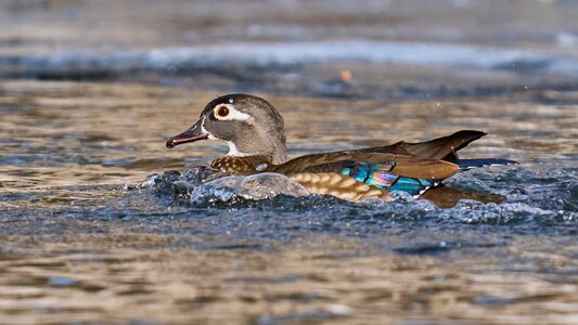 Wood Duck - Brandywine Park - 02012026 - 02 - DN.jpg