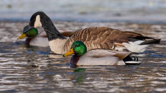 Mallard - Brandywine Park - 02012026 - 01 - DN.jpg