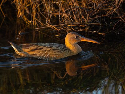Ridgeway's Rail 5358.jpg